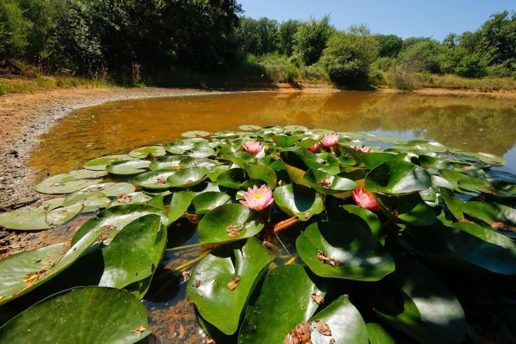 Domaine La Faix, Gite La Forestiere Saint-Plaisir ภายนอก รูปภาพ